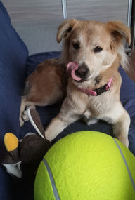 IKONKA Riesiger Tennisball XXL 24cm Hundespielzeug