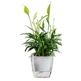 Selbstbewässernder Blumentopf für Blumen und Pflanzen – klein – Produktabbildung 10